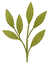 Illustration of a green leafy plant with multiple branches