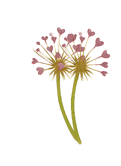 Two dandelions with heart-shaped seeds