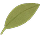 Illustration of a green leaf