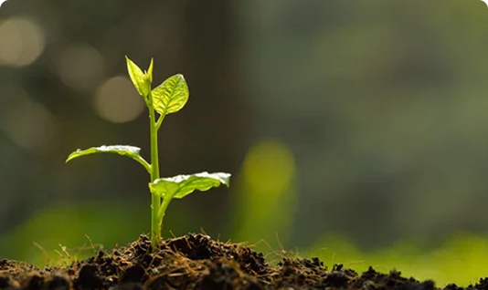 Small seedling with fresh green leaves growing in soil against a blurred natural backdrop.