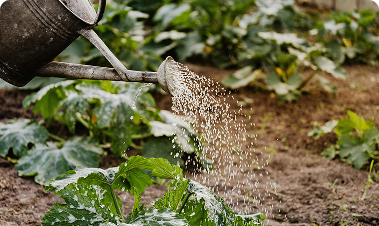 Close‑up of a watering can sprinkling water over green leafy plants in a garden.